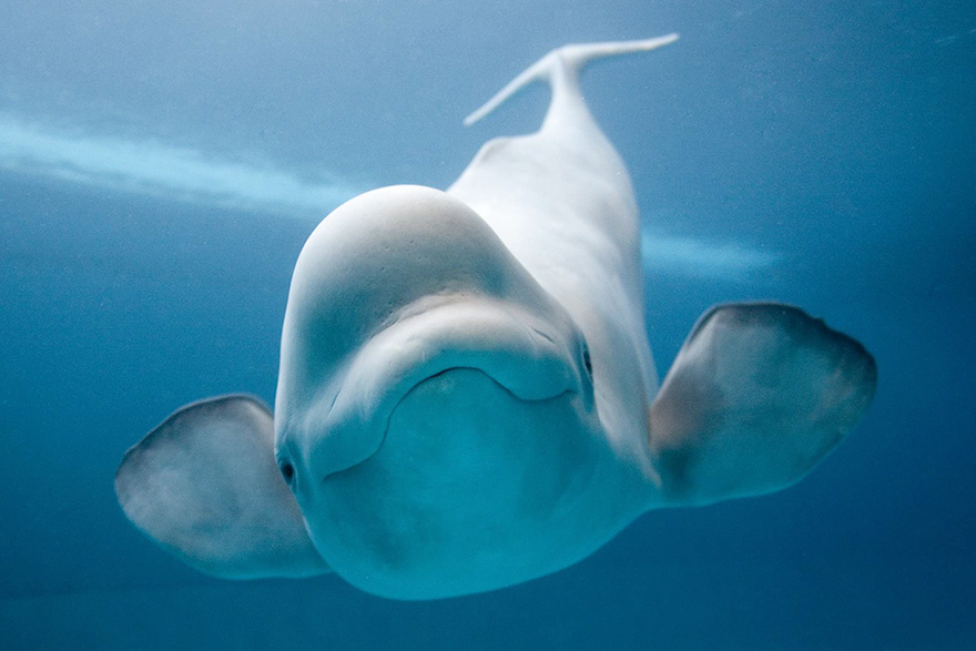 Curious Beluga Whale
