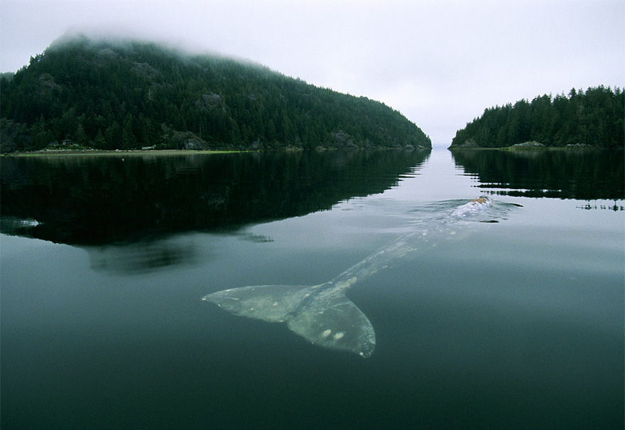 Gray Whale In Grice Bay