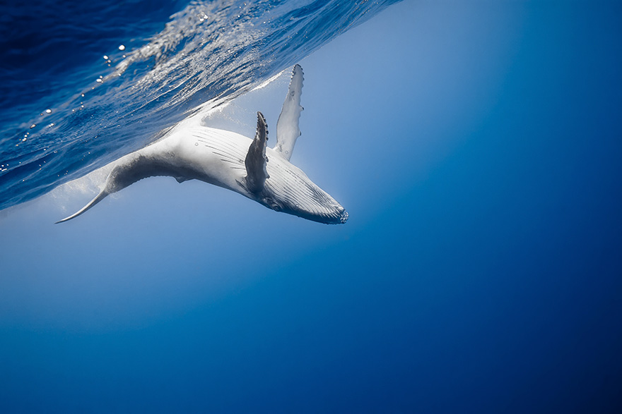 Humpback Whale Calf Swims In The Waters Of Tonga’s Vava’u Islands