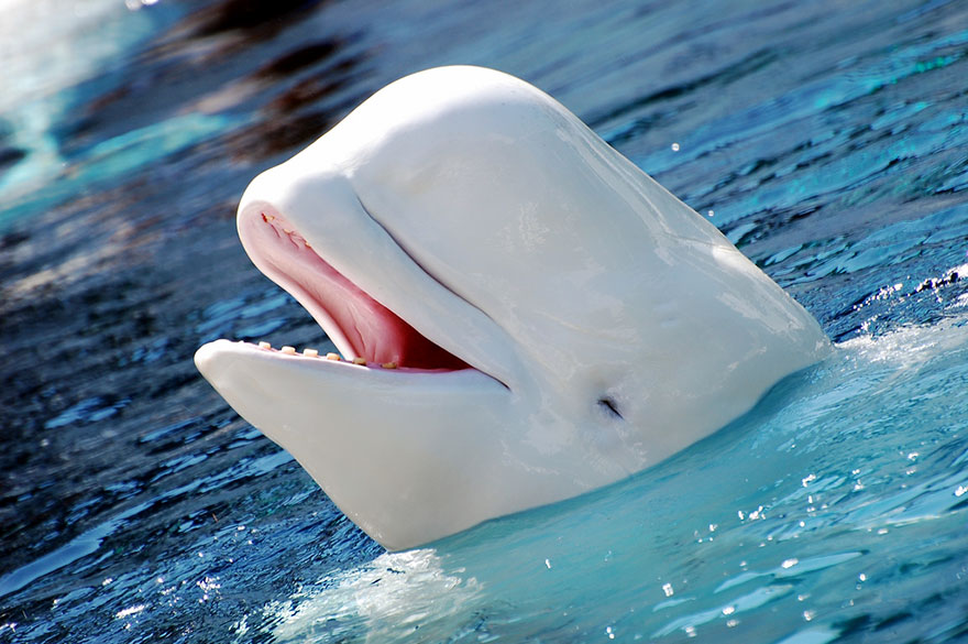 Smiling Beluga Whale