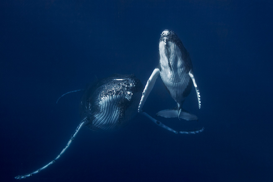 Whale Mother And Calf