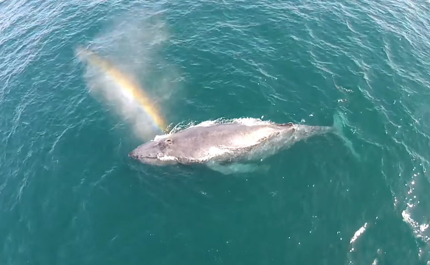 Whale Shoots A Rainbow Off Newport Beach Coast