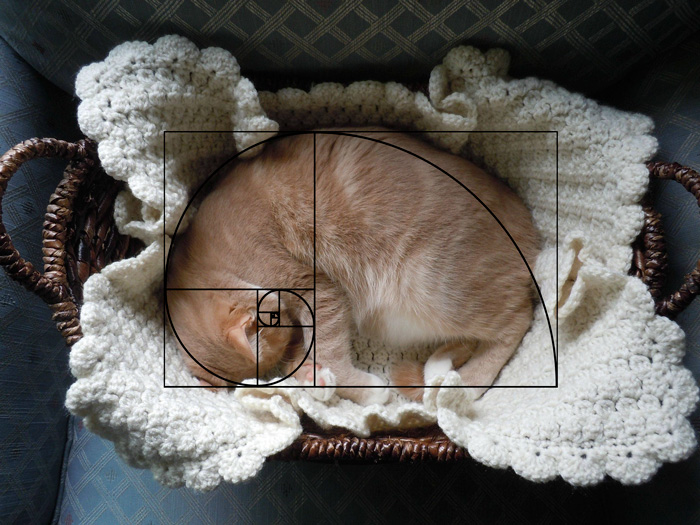 fibonacci-composition-cats-furbonacci-61__700