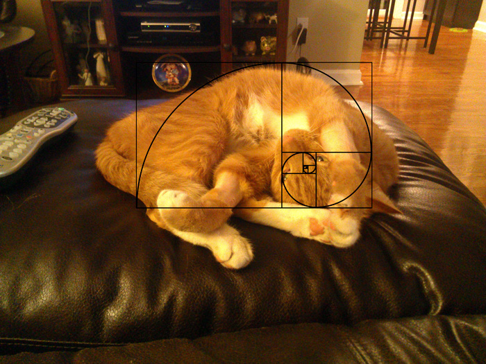 fibonacci-composition-cats-furbonacci-6__700