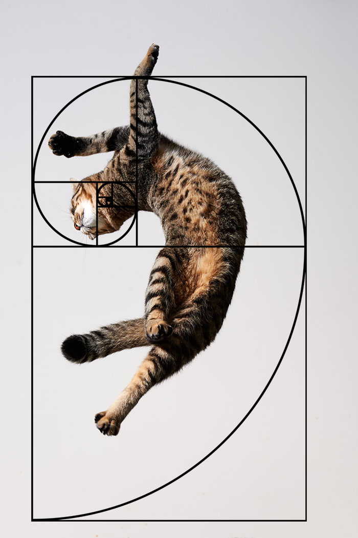 fibonacci-composition-cats-furbonacci-url-7__700