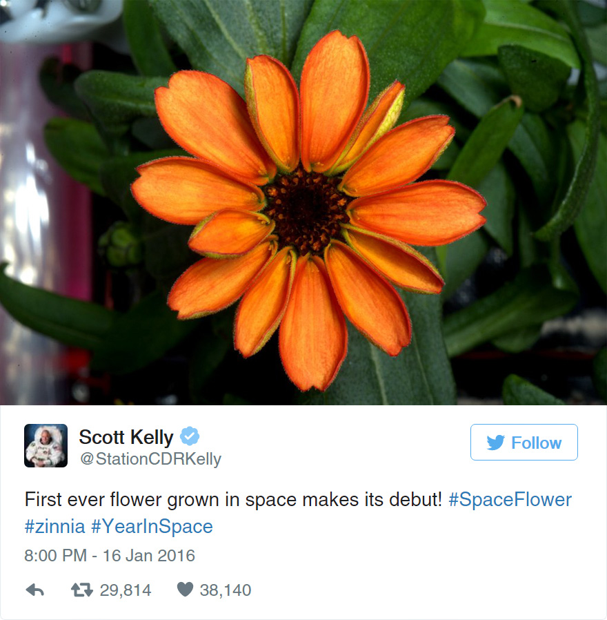 space-first-flower-bloom-nasa-scott-kelly-7