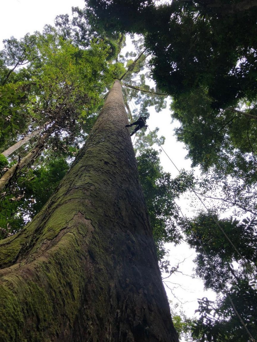 Дерева Борнео