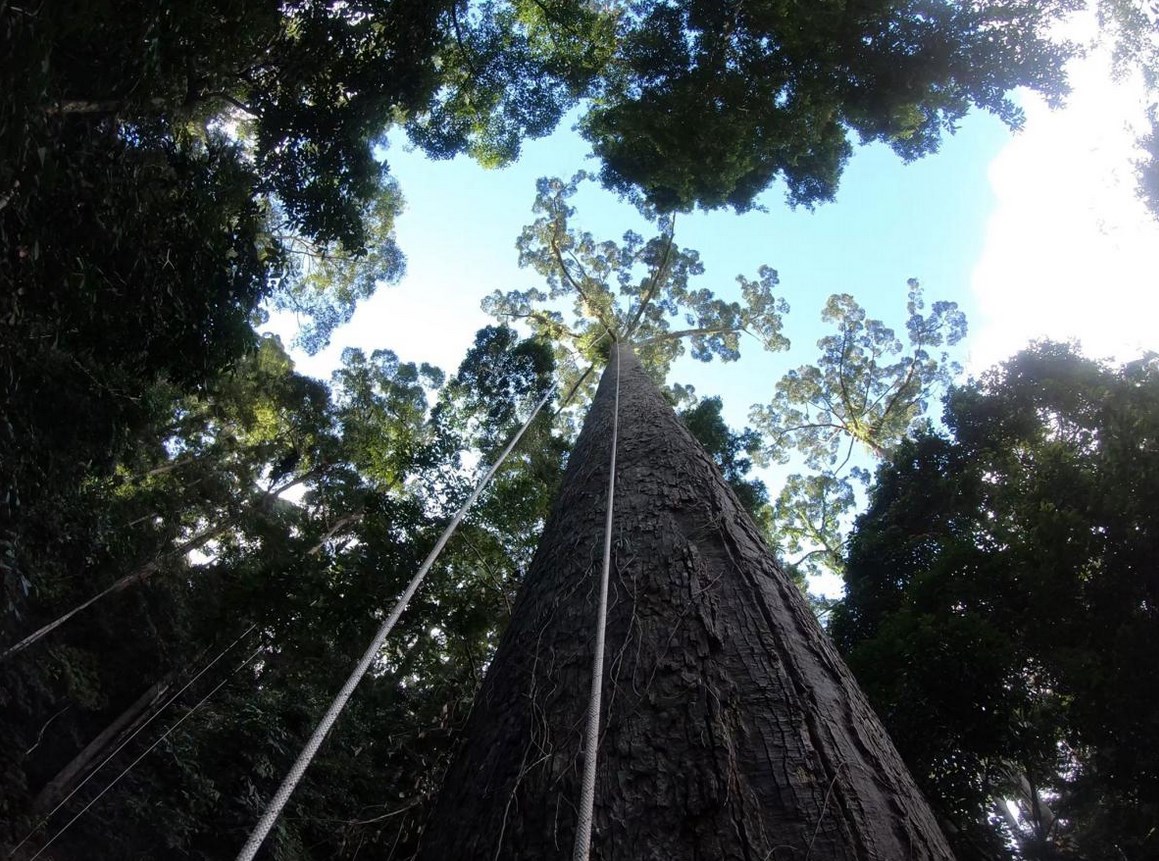 Самое высокое дерево Борнео