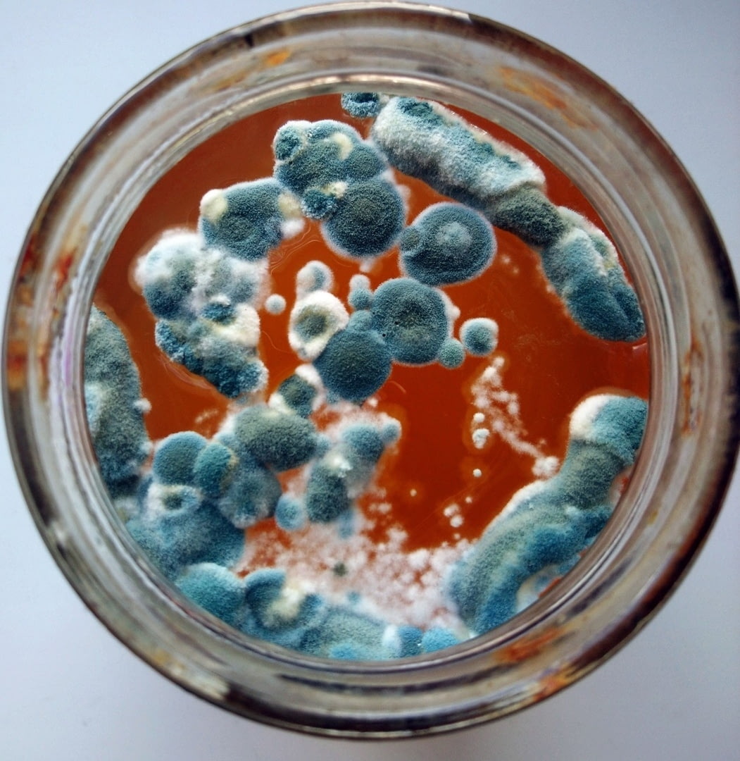 Плесневые грибки и бактерии