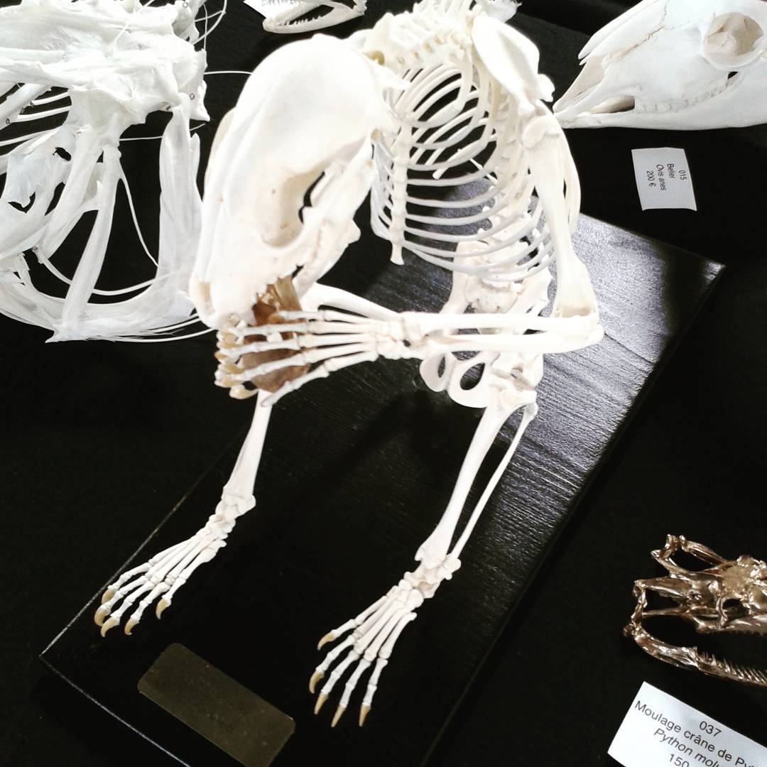 Скелет Мэри Бейтмен