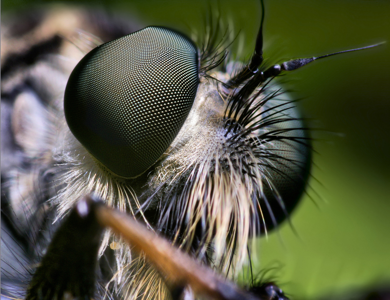 Глаза насекомых имеют. Муха ЦЕЦЕ глаза. Фасеточные глаза мухи. Фасеточные глаза Стрекозы. Хоботок мухи.