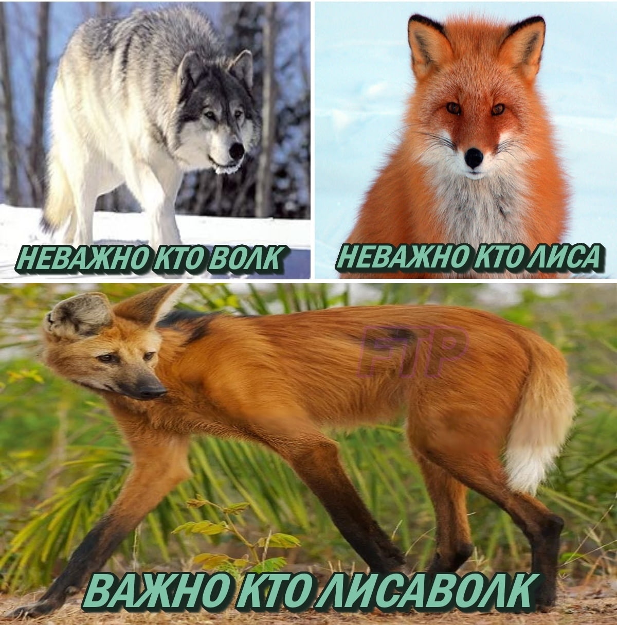 Лис что ты делаешь. Мемы с волками. Цитаты волка Мем. Мемы с волками и Цитатами. Цитаты волка смешные