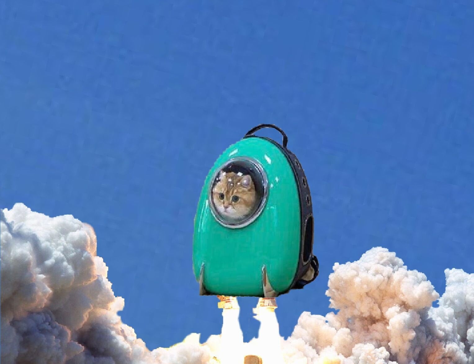 Кот в рюкзаке с иллюминатором