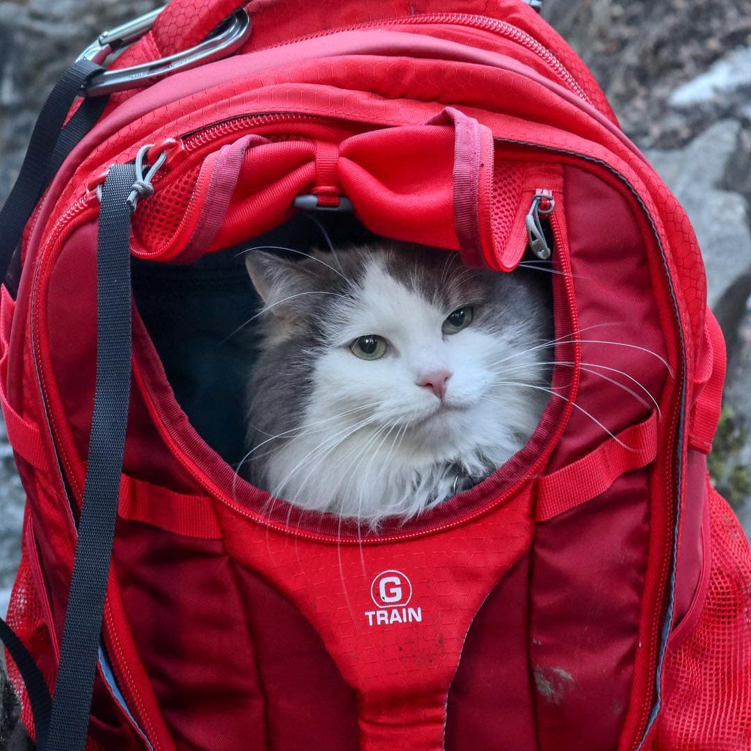 Кот путешественник с рюкзаком